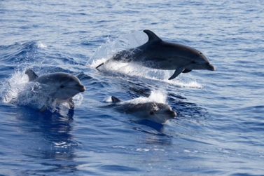 Dauphins communs au large de la Corse
