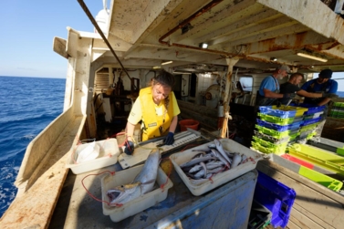 Mensurations de poissons par une observatrice scientifique à bord d'un chalutier.